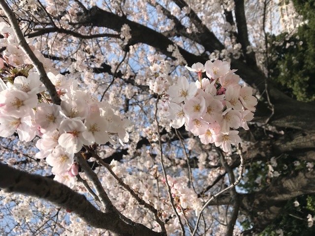 3月27日は「さくらの日」ぽかぽか、保育日和