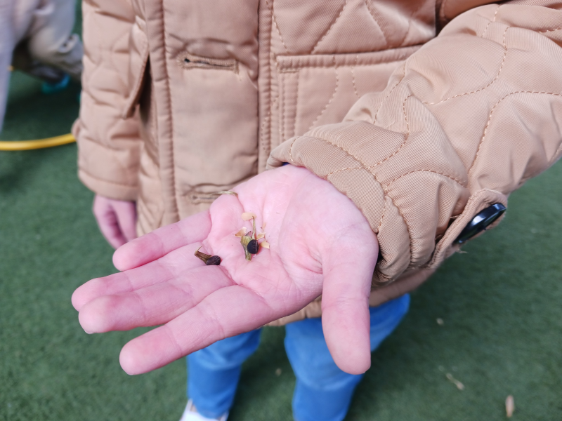 【アサガオの種収穫☆】