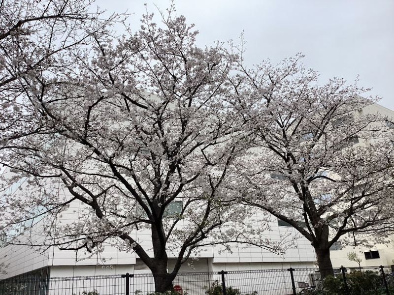 ～慣れ保育スタート～