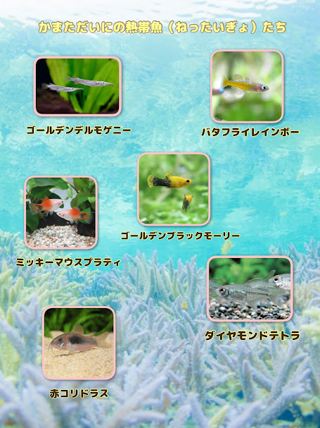 ～生き物ゾーン～