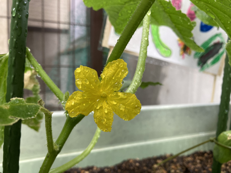 【ぞーしき菜園】