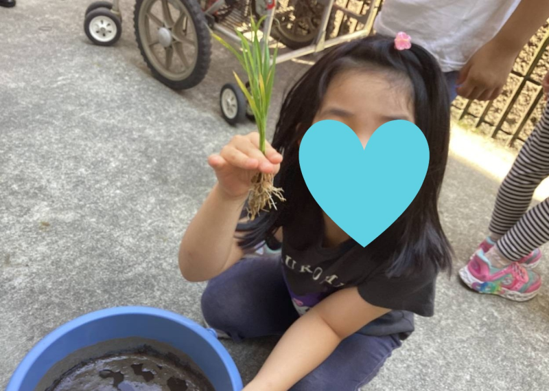 田植え