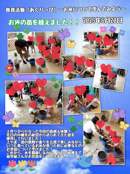 ～お米の苗～