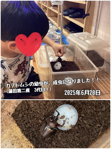 ～カブトムシの幼虫が成虫になりました～