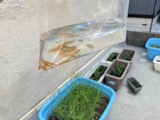 メダカの学校は・・・