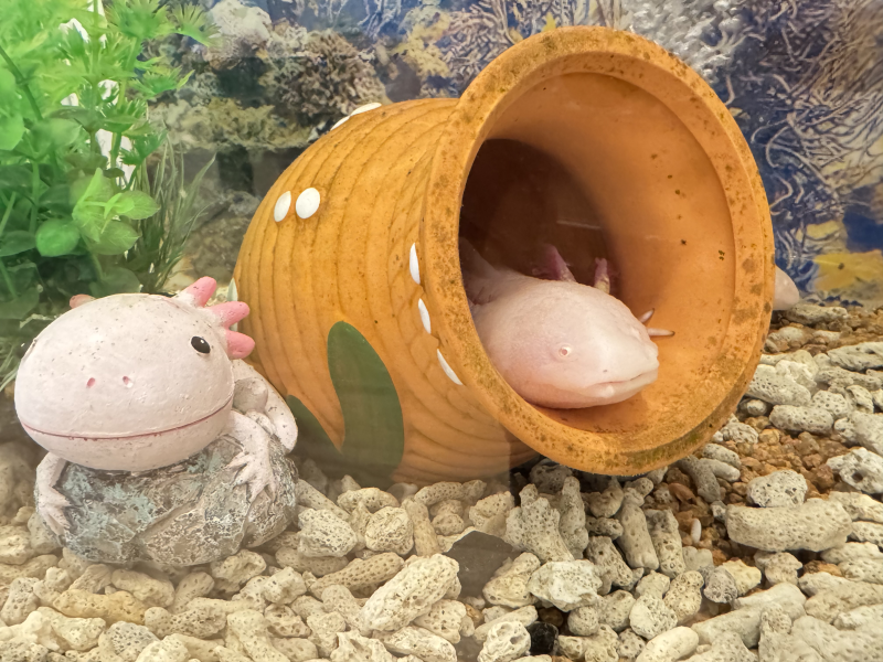 愛住町園紹介　vol.2☆園内の様子とクラス名