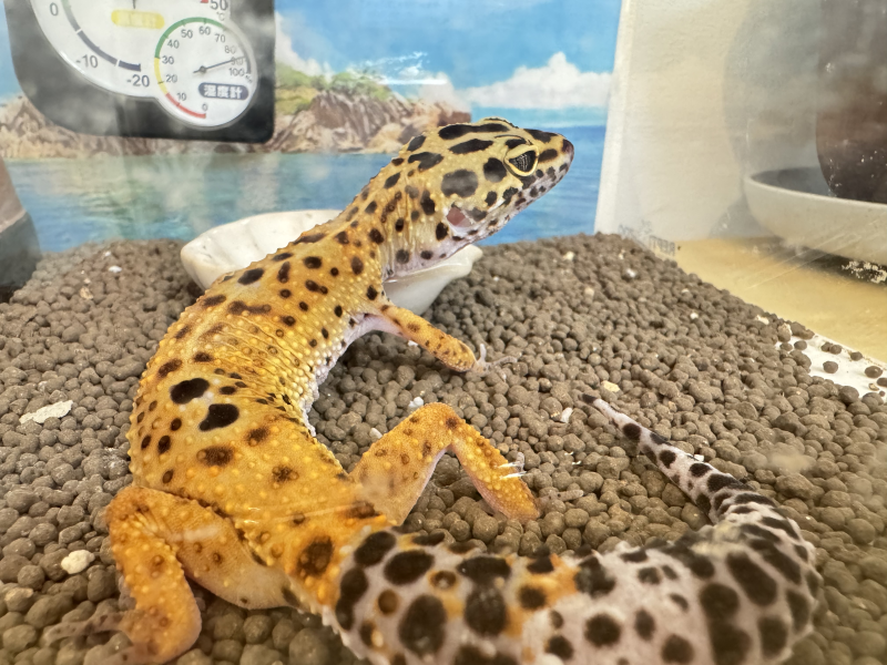 愛住町園紹介　vol.4☆保育園での様子の配信