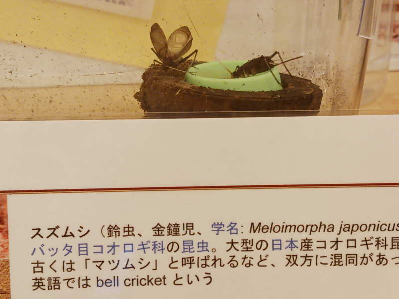 【秋のスズムシ♪】