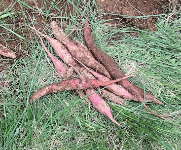 秋の味覚　さつま芋のおやつ