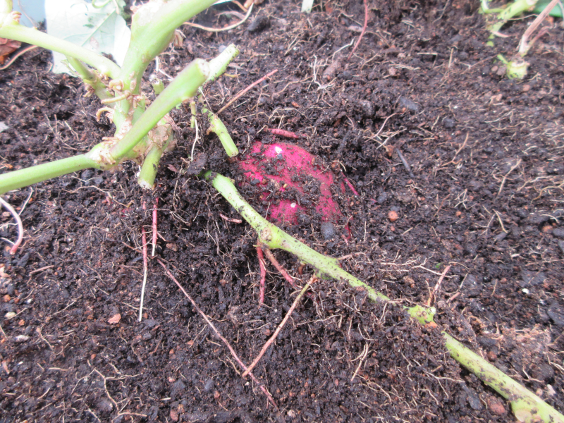 ブログはじめました