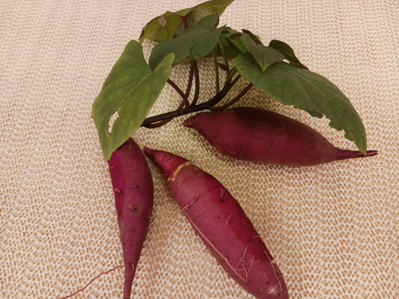 【さつまいも堀り☆】