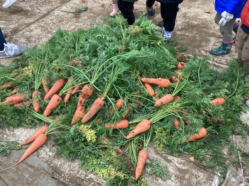 にんじん抜きをおこないました！