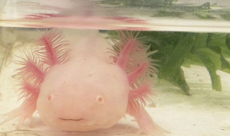 僕は１０cmママは２６cm