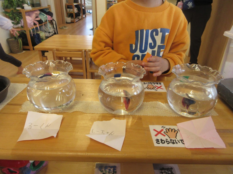 ぞう組さん、ベタちゃんの名付け親になりました。